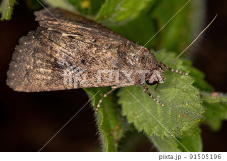Adult Cutworm Moth Adult Cutworm Moth 91505196