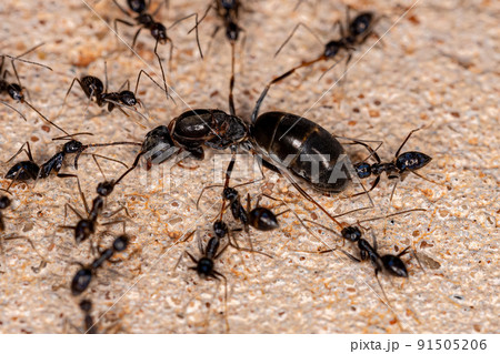 Adult Longhorn Crazy Ants attacking a Pyramidの写真素材