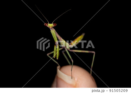 Small Mantid nymph Small Mantid nymph 91505209