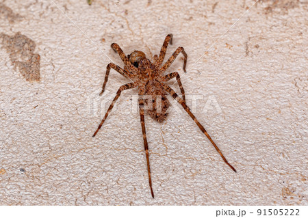 Adult Wandering Spider Adult Wandering Spider 91505222