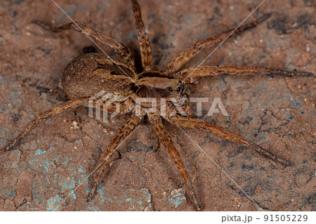 Small Wolf Spider 91505229