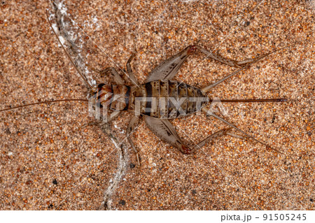 Female Field Cricket Female Field Cricket 91505245