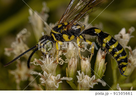 Adult New World Banded Thynnid Wasp 91505661