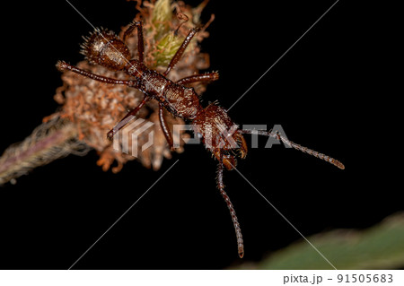 Adult Female Ectatommine Ant Adult Female Ectatommine Ant 91505683