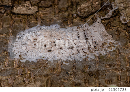 Egg sac of a hemipteran insect parasitized by wasps 91505723