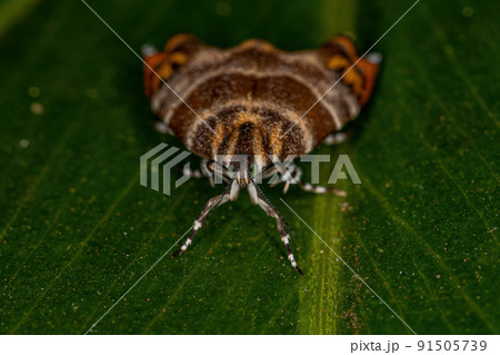 Adult Metalmark Moth 91505739