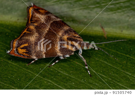 Adult Metalmark Moth 91505740