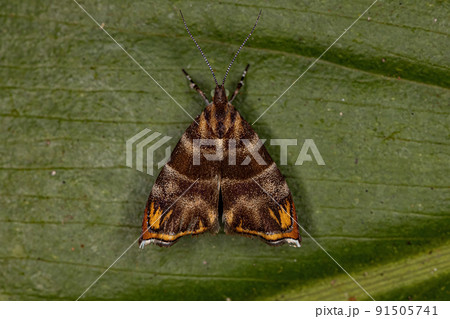 Adult Metalmark Moth 91505741