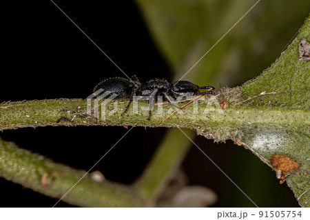 Adult Turtle Ant Adult Turtle Ant 91505754