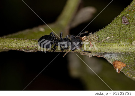 Adult Turtle Ant Adult Turtle Ant 91505755