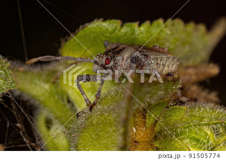 Small Leaf-footed Bug Small Leaf-footed Bug 91505774