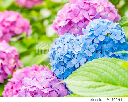 梅雨時期の景色 カラフルな美しいアジサイ 梅雨時期の景色 カラフルな美しいアジサイ 91505914