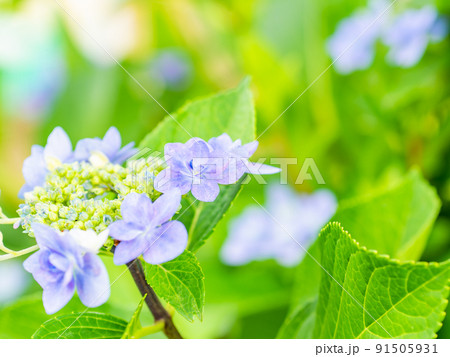 梅雨時期の景色　カラフルな美しいアジサイ 91505931