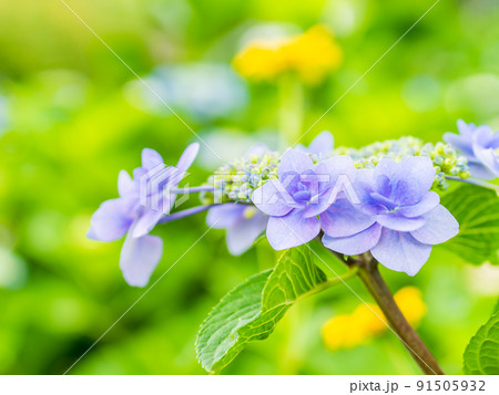 梅雨時期の景色　カラフルな美しいアジサイ 91505932