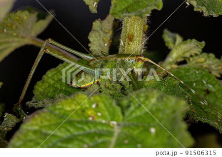 Leaf Katydid Nymph Leaf Katydid Nymph 91506315