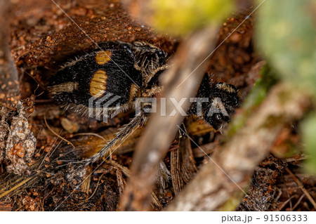 Adult Velvet Ant Adult Velvet Ant 91506333