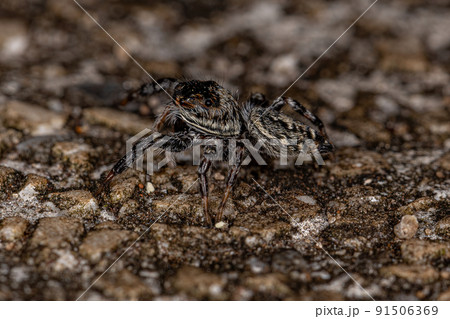 Small Jumping Spider Small Jumping Spider 91506369