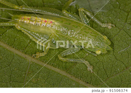 Common Conehead Nymph Common Conehead Nymph 91506374