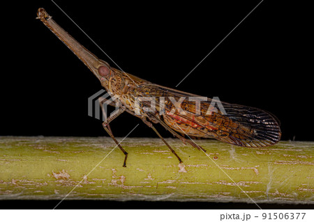 Adult Dictyopharid Planthopper Insect Adult Dictyopharid Planthopper Insect 91506377