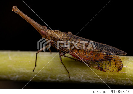 Adult Dictyopharid Planthopper Insect Adult Dictyopharid Planthopper Insect 91506378