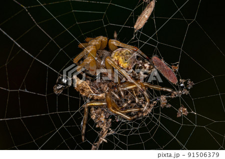 Adult Trashline Orbweaver Spider Adult Trashline Orbweaver Spider 91506379