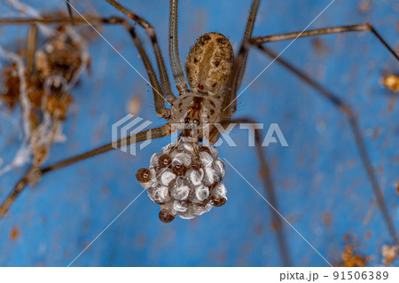 Adult Female Short-bodied Cellar Spider 91506389