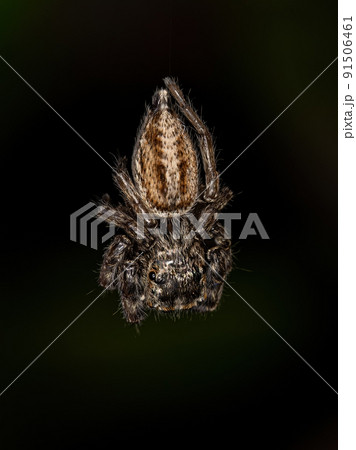 Small Jumping Spider 91506461