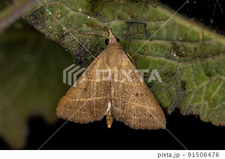 Adult Litter Moth Adult Litter Moth 91506476