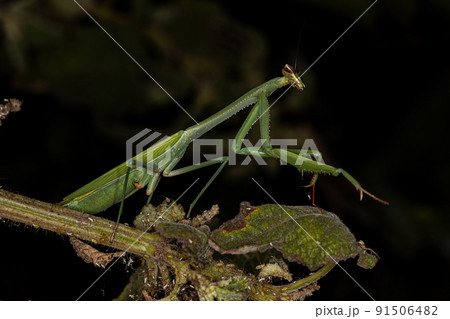 Adult Female Mantid 91506482