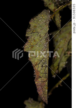 Group of small green aphids 91506505