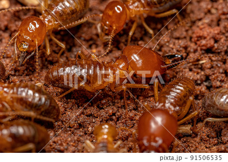 Adult Jawsnouted Termites Adult Jawsnouted Termites 91506535