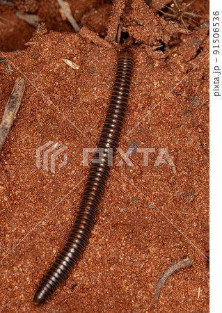 adult millipede arthropod adult millipede arthropod 91506536