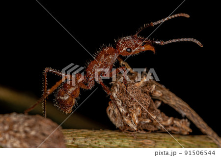 Adult Female Ectatommine Ant Adult Female Ectatommine Ant 91506544