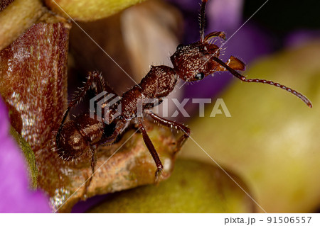 Adult Female Ectatommine Ant Adult Female Ectatommine Ant 91506557