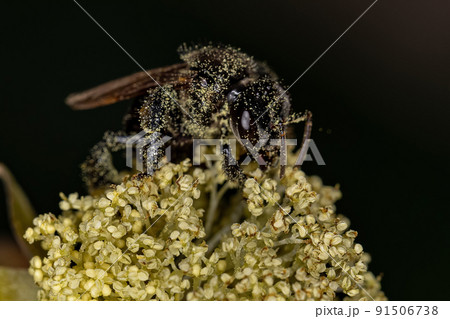 Adult Female Stingless Bee Adult Female Stingless Bee 91506738