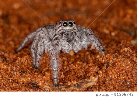 Small Jumping Spider 91506745
