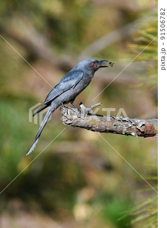 東南アジアの熱帯雨林で広く見られる黒っぽい野鳥ハイイロオウチュウ 東南アジアの熱帯雨林で広く見られる黒っぽい野鳥ハイイロオウチュウ 91506782