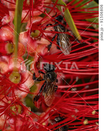 Adult Stingless Bee 91506806