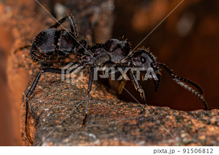 Adult Female Ectatommine Ant 91506812