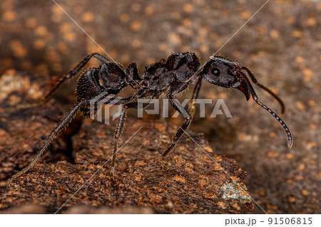 Adult Female Ectatommine Ant 91506815