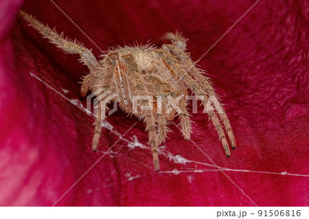 Female Adult Typical Orbweaver Female Adult Typical Orbweaver 91506816