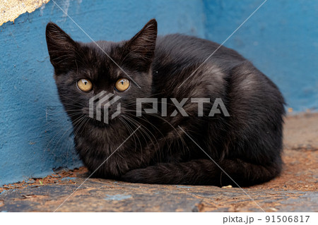 Black Young Feral domestic cat Black Young Feral domestic cat 91506817
