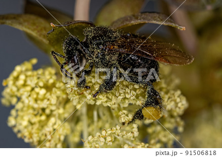 Adult Female Stingless Bee 91506818