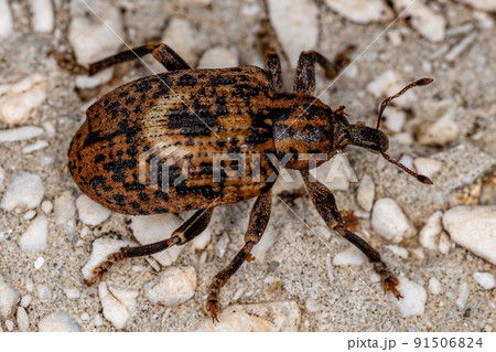 Adult True Weevil 91506824