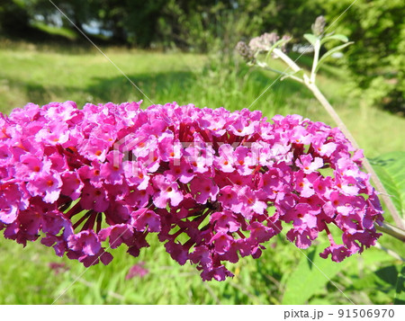 穂状の花をつける「フサフジウツギ」 穂状の花をつける「フサフジウツギ」 91506970