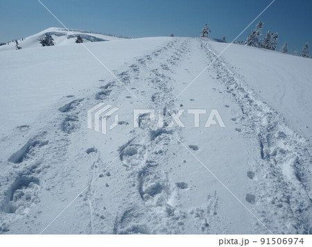 雪原の足跡 91506974