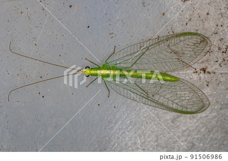 Adult Typical Green Lacewing Adult Typical Green Lacewing 91506986
