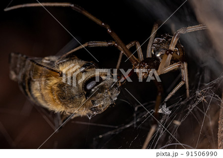 Female Adult Brown Widow Spider preying on a Adult Female Western Honey Bee Female Adult Brown Widow Spider preying on a Adult Female Western Honey Bee 91506990