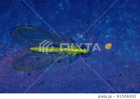 Adult Typical Green Lacewing 91506992