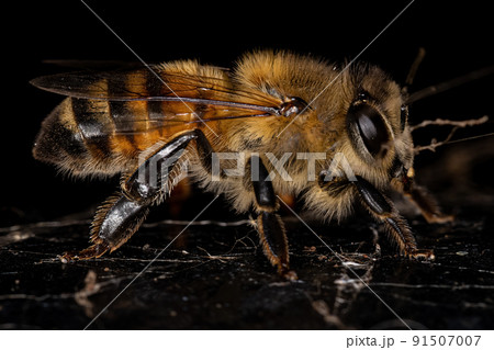 Adult Female Western Honey Bee 91507007